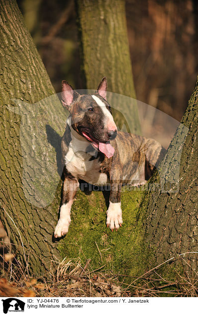 lying Miniature Bullterrier / YJ-04476