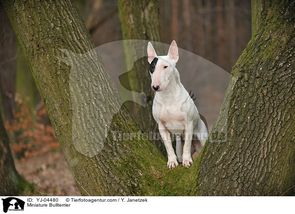 Miniature Bullterrier / YJ-04480