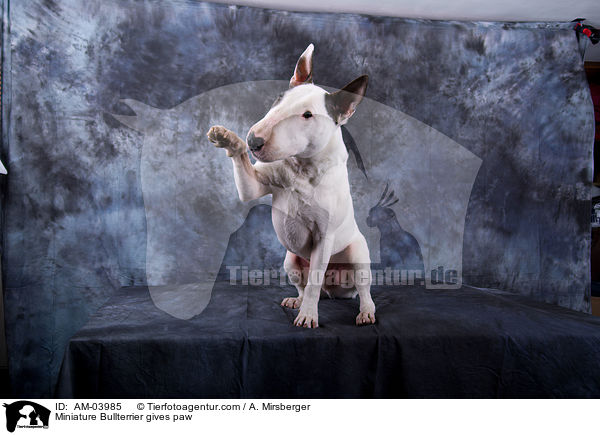 Miniature Bullterrier gives paw / AM-03985