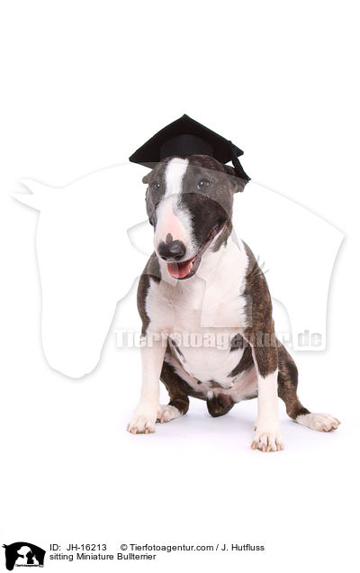 sitzender Miniatur Bullterrier / sitting Miniature Bullterrier / JH-16213