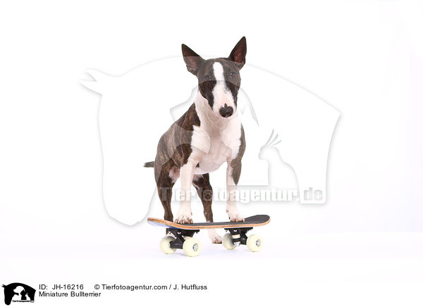 Miniatur Bullterrier / Miniature Bullterrier / JH-16216