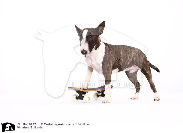 Miniatur Bullterrier / Miniature Bullterrier / JH-16217
