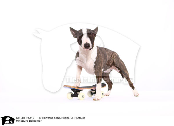 Miniatur Bullterrier / Miniature Bullterrier / JH-16218