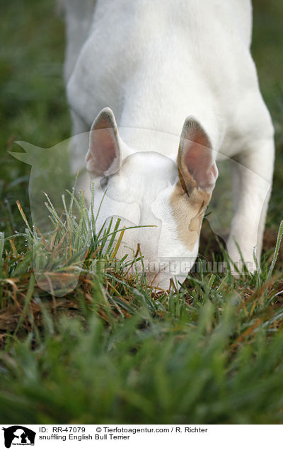snuffling English Bull Terrier / RR-47079