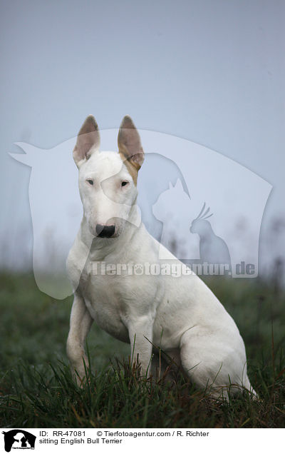sitzender Bullterrier / sitting English Bull Terrier / RR-47081
