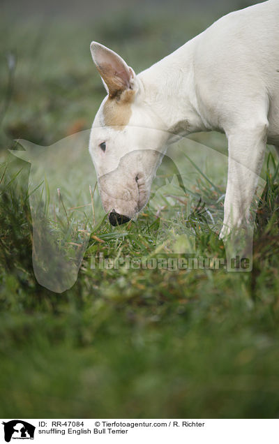 snuffling English Bull Terrier / RR-47084