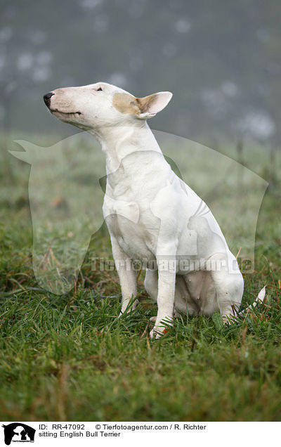 sitting English Bull Terrier / RR-47092