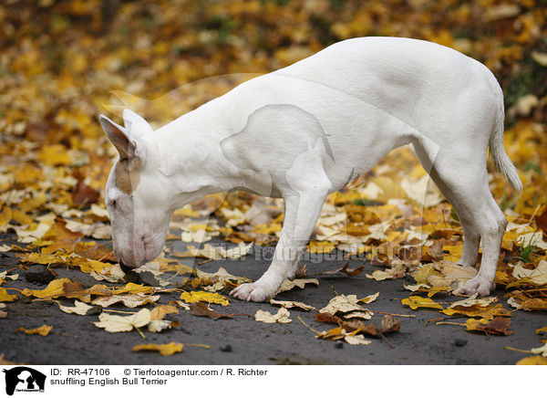 schnuppernder Bullterrier / snuffling English Bull Terrier / RR-47106