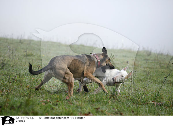 2 Hunde / 2 dogs / RR-47137