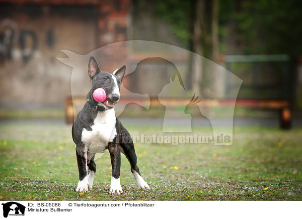 Miniatur Bullterrier / Miniature Bullterrier / BS-05086