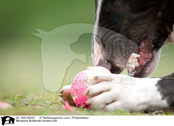 Miniature Bullterrier zerbeit Ball / Miniature Bullterrier breaks ball / BS-05091
