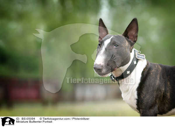 Miniatur Bullterrier Portrait / Miniature Bullterrier Portrait / BS-05094