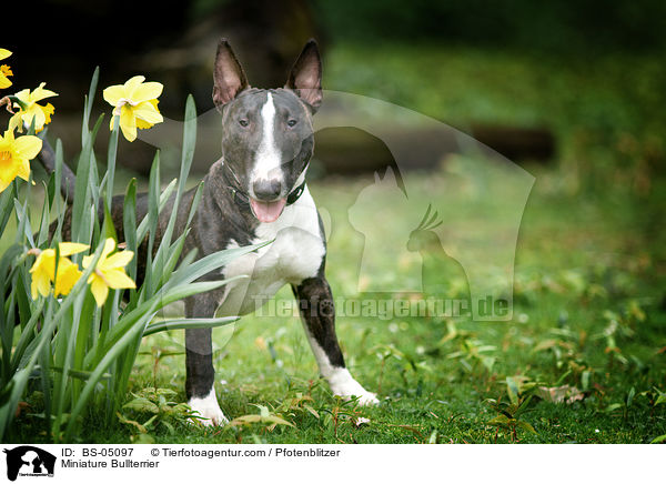 Miniatur Bullterrier / Miniature Bullterrier / BS-05097