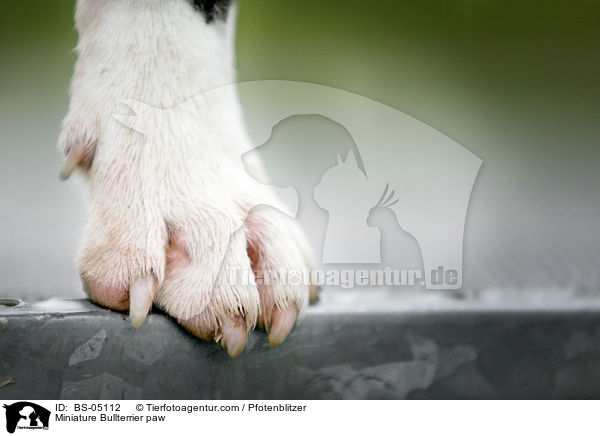 Miniature Bullterrier Pfote / Miniature Bullterrier paw / BS-05112