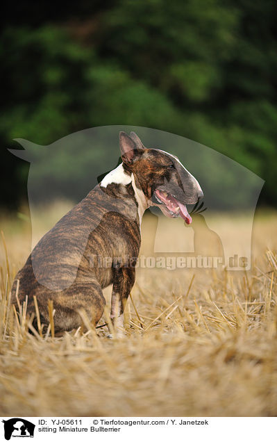 sitzender Miniatur Bullterrier / sitting Miniature Bullterrier / YJ-05611