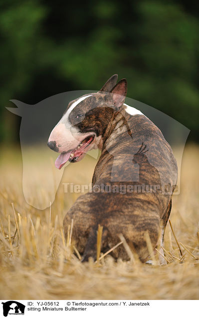 sitzender Miniatur Bullterrier / sitting Miniature Bullterrier / YJ-05612