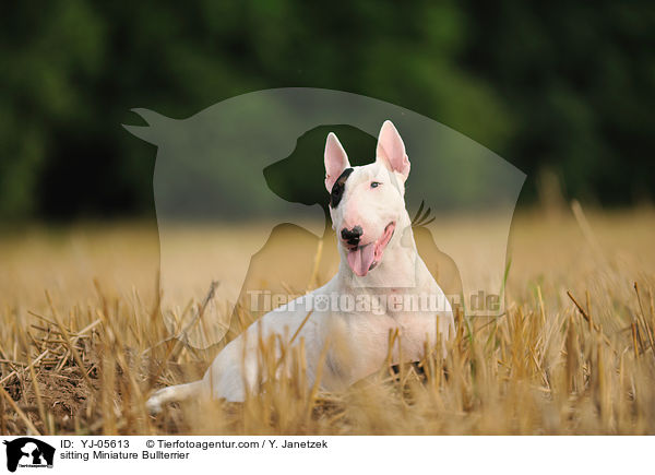 sitzender Miniatur Bullterrier / sitting Miniature Bullterrier / YJ-05613