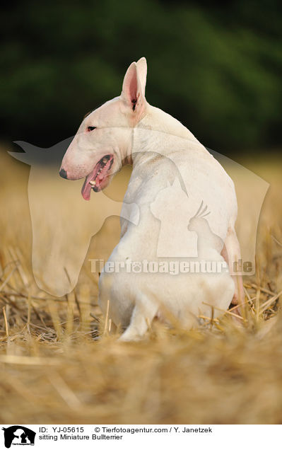 sitzender Miniatur Bullterrier / sitting Miniature Bullterrier / YJ-05615