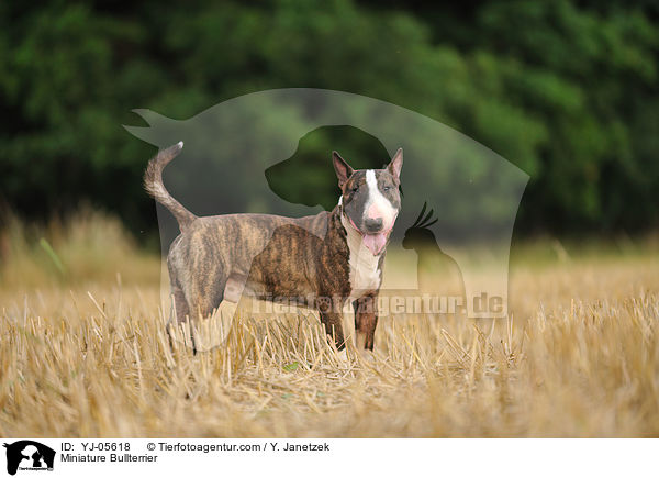 Miniatur Bullterrier / Miniature Bullterrier / YJ-05618