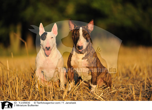 2 Miniatur Bullterrier / 2 Miniature Bullterrier / YJ-05630