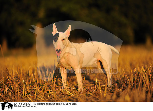 Miniatur Bullterrier / Miniature Bullterrier / YJ-05632
