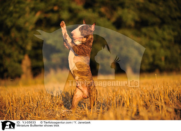 Miniatur Bullterrier zeigt Trick / Miniature Bullterrier shows trick / YJ-05633