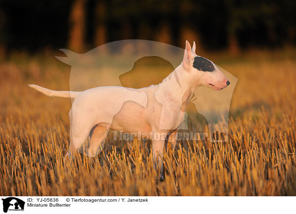 Miniatur Bullterrier / Miniature Bullterrier / YJ-05636