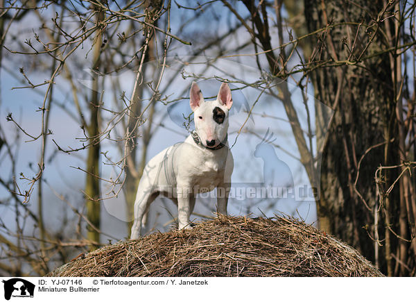 Miniatur Bullterrier / Miniature Bullterrier / YJ-07146