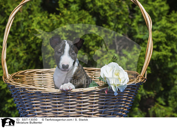 Miniature Bullterrier / SST-13050