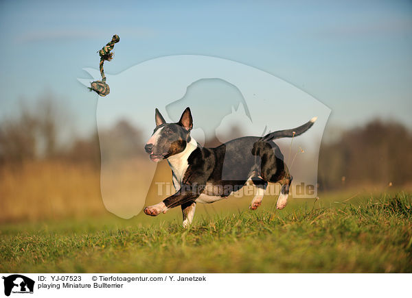 playing Miniature Bullterrier / YJ-07523
