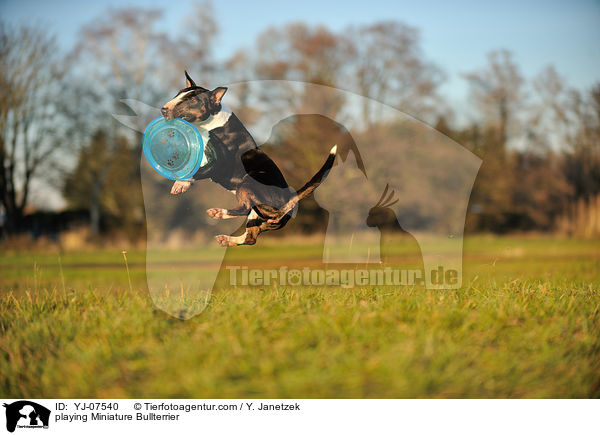 spielender Miniatur Bullterrier / playing Miniature Bullterrier / YJ-07540