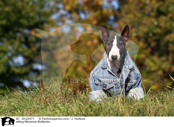 sitting Miniature Bullterrier / JH-20471