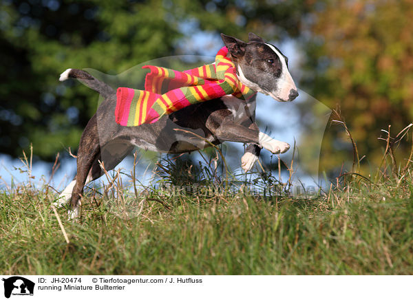 rennender Miniatur Bullterrier / running Miniature Bullterrier / JH-20474