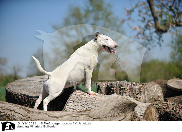stehender Miniatur Bullterrier / standing Miniature Bullterrier / YJ-10531