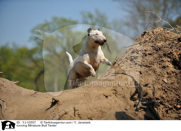 rennender Miniatur Bullterrier / running Miniature Bull Terrier / YJ-10557
