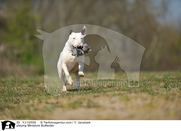 spielender Miniatur Bullterrier / playing Miniature Bullterrier / YJ-10559