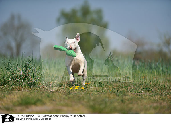 spielender Miniatur Bullterrier / playing Miniature Bullterrier / YJ-10562