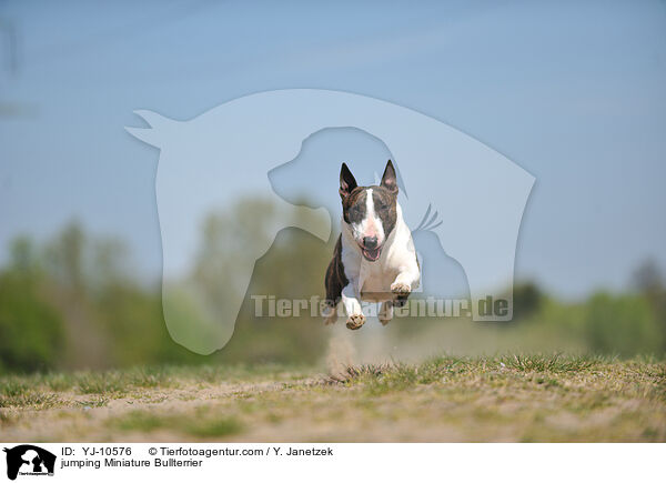 jumping Miniature Bullterrier / YJ-10576