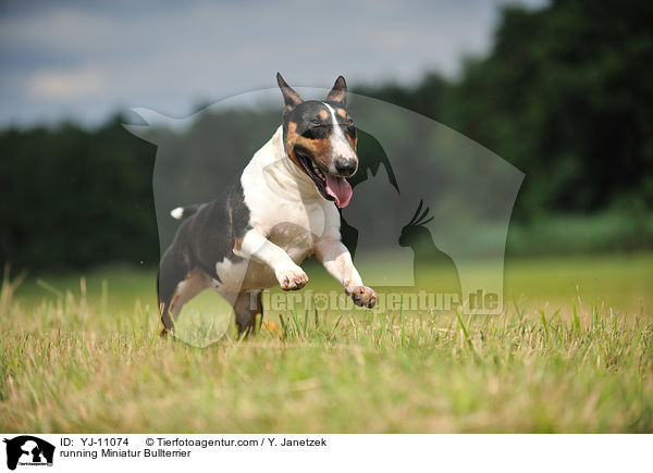 running Miniatur Bullterrier / YJ-11074