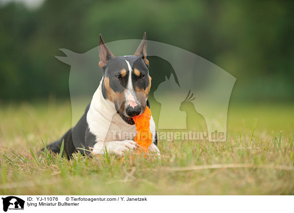 liegende Miniatur Bullterrier / lying Miniatur Bullterrier / YJ-11076