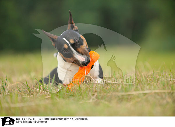 liegende Miniatur Bullterrier / lying Miniatur Bullterrier / YJ-11078