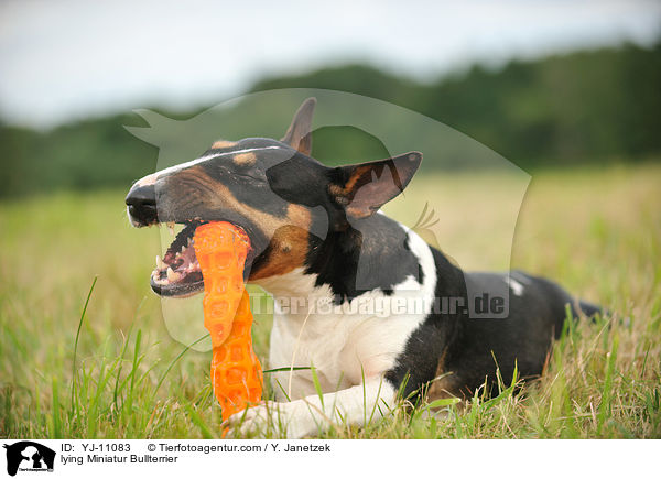 liegende Miniatur Bullterrier / lying Miniatur Bullterrier / YJ-11083