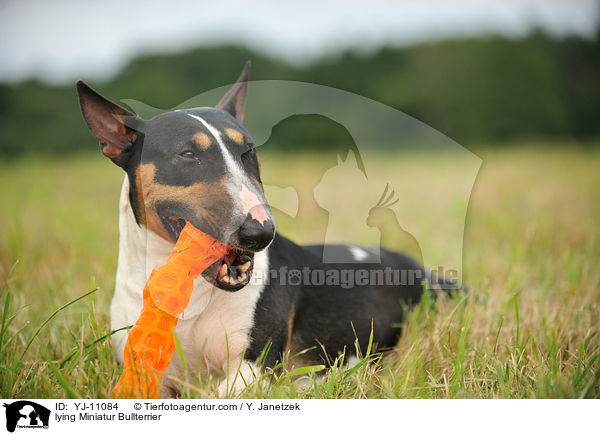 liegende Miniatur Bullterrier / lying Miniatur Bullterrier / YJ-11084