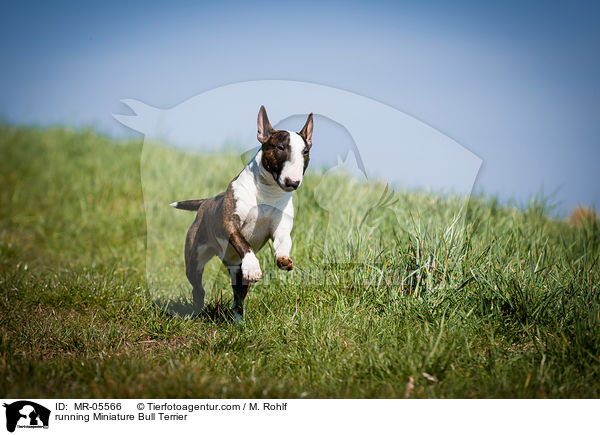 rennender Miniatur Bullterrier / running Miniature Bull Terrier / MR-05566