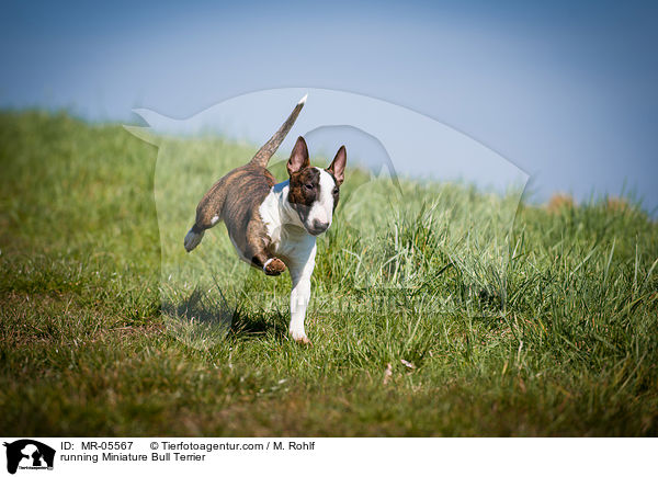 rennender Miniatur Bullterrier / running Miniature Bull Terrier / MR-05567