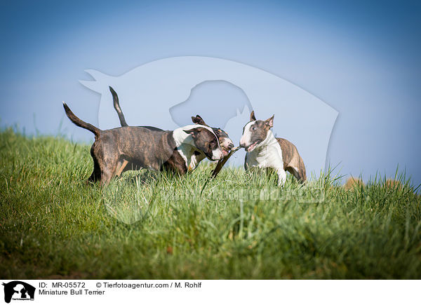 Miniatur Bullterrier / Miniature Bull Terrier / MR-05572