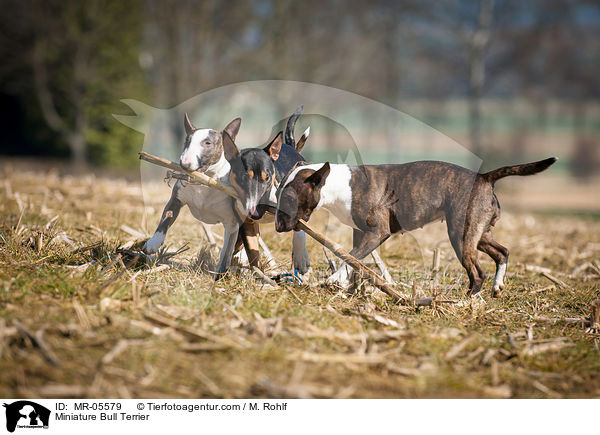 Miniatur Bullterrier / Miniature Bull Terrier / MR-05579