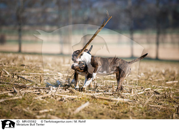 Miniatur Bullterrier / Miniature Bull Terrier / MR-05582
