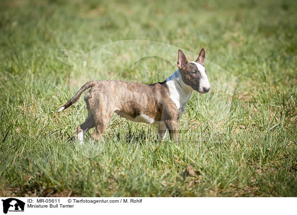 Miniatur Bullterrier / Miniature Bull Terrier / MR-05611