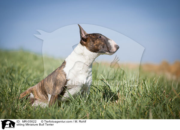 sitzender Miniatur Bullterrier / sitting Miniature Bull Terrier / MR-05622